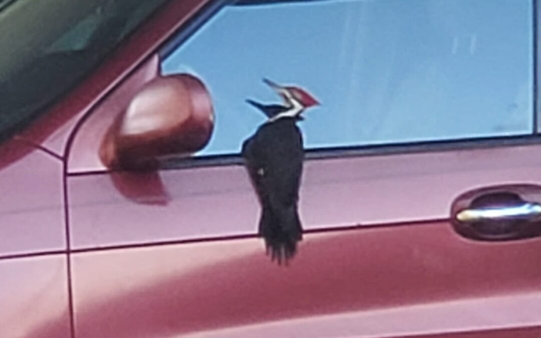 Woodpecker pecks
